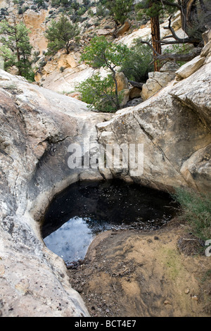 Pool of water, called a tinaja, in Dixie National Forest, Utah, part of the Grand Staircase Escalante National Monument area Stock Photo