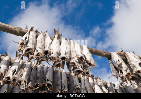 Cod stockfish hang from wood drying racks to dry in winter air, Lofoten islands, Norway Stock Photo
