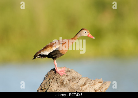 Black bellied Whistling Duck Stock Photo