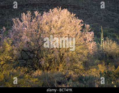 Ironwood tree lit by evening sun in sonoran desert, arizona with saguaros in background Stock Photo