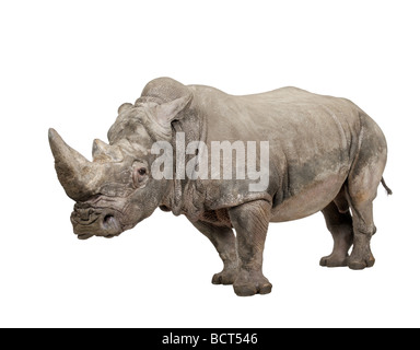 White Rhinoceros or Square lipped rhinoceros, Ceratotherium simum, 10 years, in front of a white background, studio shot Stock Photo
