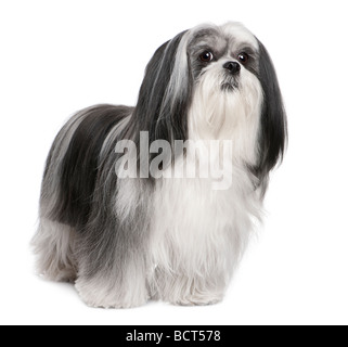 Lhasa Apso, 4 years old, in front of white a background, studio shot Stock Photo