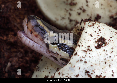 Ball Python (Python regius) Captive hatching from egg - Native to Africa Stock Photo
