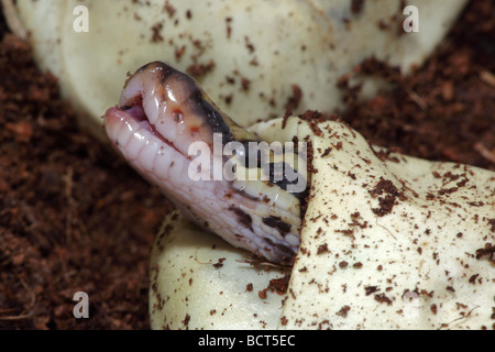Ball Python (Python regius) Captive hatching from egg - Native to Africa Stock Photo