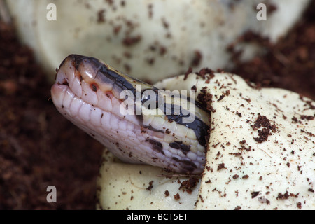 Ball Python (Python regius) Captive hatching from egg - Native to Africa Stock Photo