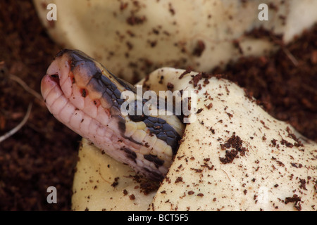 Ball Python (Python regius) Captive hatching from egg - Native to Africa Stock Photo
