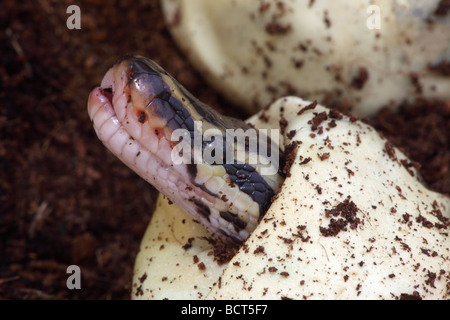 Ball Python (Python regius) Captive hatching from egg - Native to Africa Stock Photo