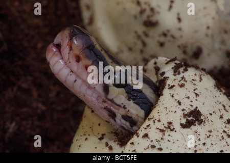 Ball Python (Python regius) Captive hatching from egg - Native to Africa Stock Photo