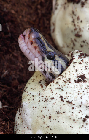 Ball Python (Python regius) Captive hatching from egg - Native to Africa Stock Photo