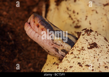Ball Python (Python regius) Captive hatching from egg - Native to Africa Stock Photo