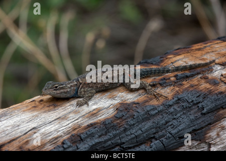 Mountain Spiny Lizard (Sceloporus jarrovii)  Arizona - Sunning on rock  Also called Yarrow Lizard Stock Photo