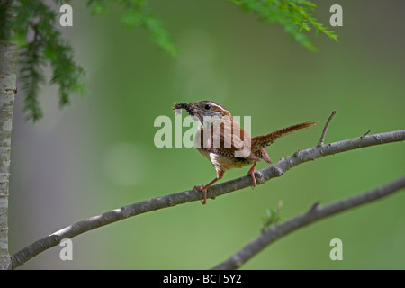 Carolina Wren (Thyrothorus ludovicianus) New York - Perched on branch holding caterpillar in beak Stock Photo
