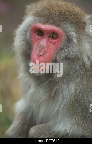 The Japanese Macaque (Macaca fuscata), also known as the Snow Monkey Stock Photo