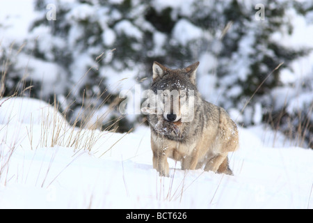 European Grey Wolf with dinner, in the snow.  Canus lupus Stock Photo
