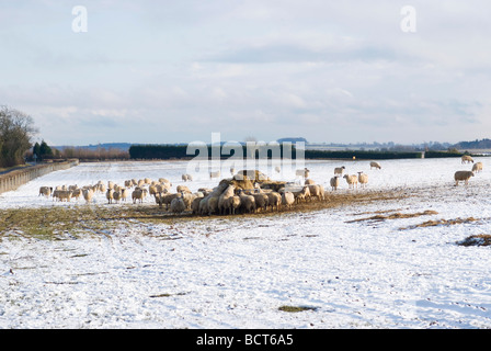 Sheep in a snowy field Stock Photo