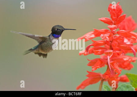 Black-chinned Hummingbird – Male in flight Archilochus alexandri British Columbia, Canada BI019225 Stock Photo