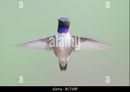 Black chinned Hummingbird Male in flight Archilochus alexandri British Columbia Canada BI019228 Stock Photo