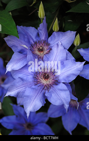 Blue flowers and buds of a Clematis (Clematis) Stock Photo