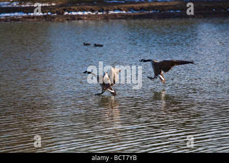 Canada geese landing on the water. Stock Photo