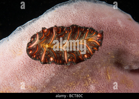 Polyclad flatworm (Pseudobiceros bedfordi), Indonesia, Southeast Asia Stock Photo