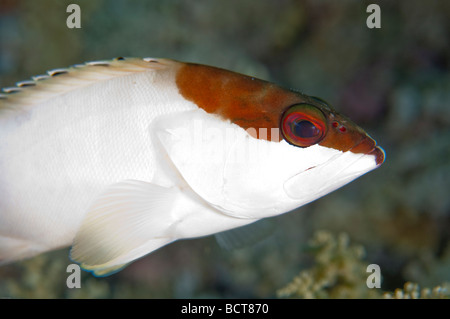 the Blacktip grouper is a common fish in the Ras Mohammed region of the Red Sea that feeds on small fishes and crustaceans. Stock Photo