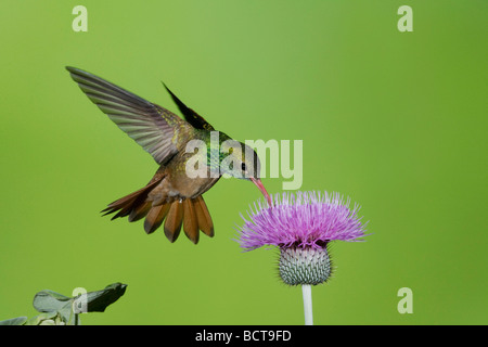 Buff bellied Hummingbird Amazilia yucatanenensis male feeding on thistle Sinton Corpus Christi Coastal Bend Texas USA Stock Photo