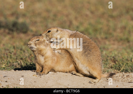 Black tailed Prairie Dog Cynomys ludovicianus young at den playing Theodore Roosevelt National Park Badlands North Dakota USA Stock Photo