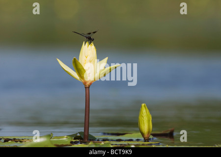 Four-spotted Pennant (Brachymesia gravida Stock Photo - Alamy