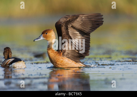 Fulvous Whistling Duck Dendrocygna bicolor adult spreading wings Sinton Corpus Christi Coastal Bend Texas USA Stock Photo