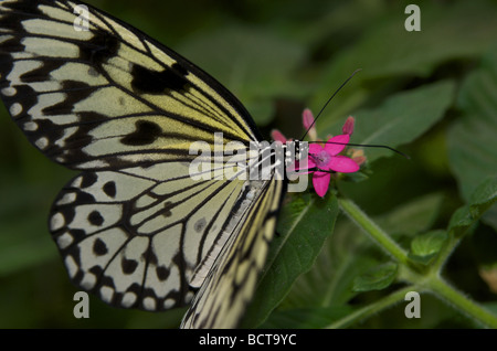 Close up of butterfly on feeding on pink flower Stock Photo