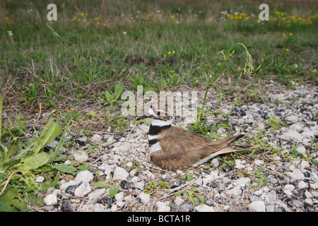Killdeer Charadrius vociferus adult on nest with eggs Sinton Corpus Christi Coastal Bend Texas USA Stock Photo