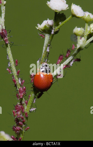 Ladybug Beetle Coccinellidae adult eating Aphids Aphidoidea Sinton Corpus Christi Coastal Bend Texas USA Stock Photo