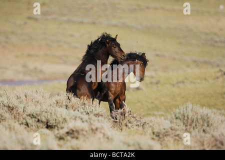 Mustang Horse Equus caballus stallions fighting Pryor Mountain Wild Horse Range Montana USA Stock Photo