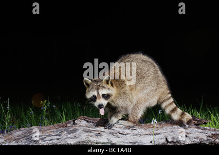 Northern Raccoon Procyon lotor adult in tree Sinton Corpus Christi Coastal Bend Texas USA Stock Photo
