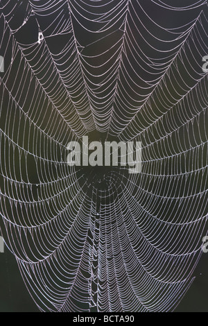 Dew covered Spiderweb on barbed wire fence Sinton Corpus Christi Coastal Bend Texas USA Stock Photo