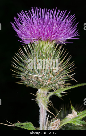 A close-up shot of the Marsh Thistle cirsium palustre in a marsh. Stock Photo