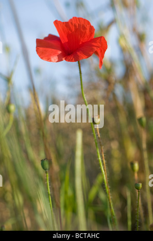 Field of growing wheat and Common poppy flower gleaming under the sun ...