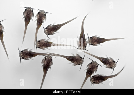 Alevins of catfish (Ictalurus melas). Alevins de poisson-chat (Ictalurus melas). Stock Photo