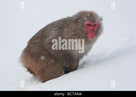 The Japanese Macaque (Macaca fuscata), also known as the Snow Monkey in the snow Stock Photo