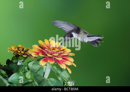 Black chinned Hummingbird Archilochus alexandri Sinton Corpus Christi Coastal Bend Texas USA Stock Photo