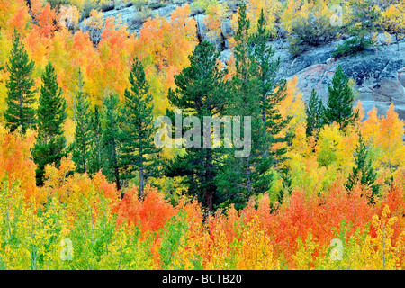 Mixed forest of aspens in fall colors and fir trees Inyo National Forest California