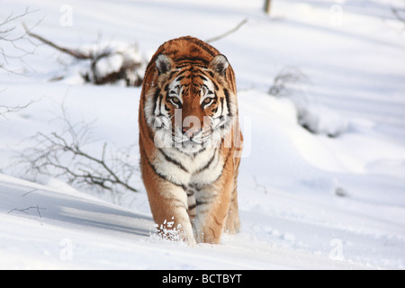 The Siberian tiger (Panthera tigris altaica) is also known as the Amur, Manchurian, Altaic, Korean, North China or, Ussuri tiger Stock Photo