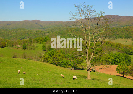 Sheep on farm near Monterey Western Highland County Virginia Stock Photo