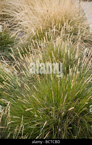 Pennisetum spathiolatum Slender Veldt Grass in grass meadow garden for California home ID Stock Photo