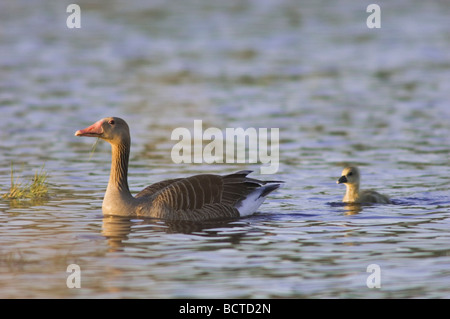 Greylag Goose Anser anser adult with young National Park Lake Neusiedl Burgenland Austria April 2007 Stock Photo