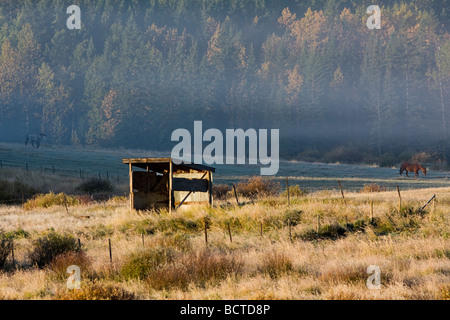An old shed is met by the rising sun with the fall forest and mist still lying in shadow behind along with a couple of horses. Stock Photo