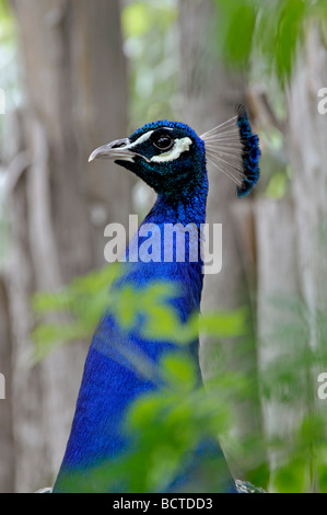Indian Peafowl (pavo cristatus), Peacock Stock Photo