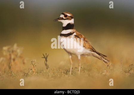 Killdeer Charadrius vociferus adult Willacy County Rio Grande Valley Texas USA June 2006 Stock Photo