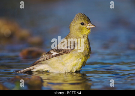 Lesser Goldfinch Carduelis psaltria female bathing Willacy County Rio Grande Valley Texas USA June 2006 Stock Photo