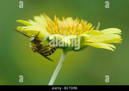 Bee on Golden Crownbeard Verbesina encelioides Willacy County Rio Grande Valley Texas USA June 2006 Stock Photo